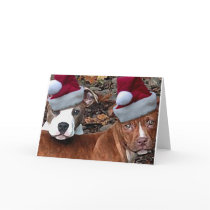 Pitbulls Christmas Look on Greeting Cards
