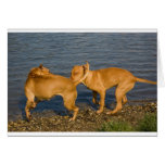 pitbulls in love greeting card