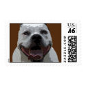 Pitbulls postage