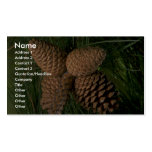 Pitch pine tree fruit (pinus rigida) business card