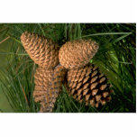 Pitch pine tree fruit (pinus rigida) photo sculptures