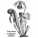 Pitcher Plant Botanical Art Shirts