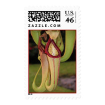 Pitcher Plant postage