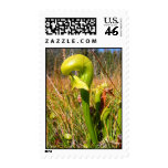 Pitcher Plant stamp