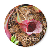 Pitcher Plant & Venus Fly Trap magnets by almedic104 Pitcher Plant & Venus Fly Trap magnets