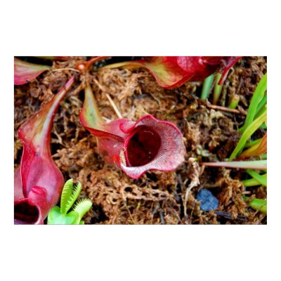 Pitcher Plant & Venus Fly Trap Poster by almedic104