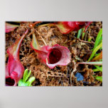Pitcher Plant & Venus Fly Trap posters