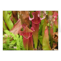 Pitcher Plants Card