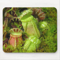 Pitcher Plants mousepads