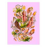 Pitcher Plants Post Card