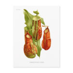 Pitcher plants post card