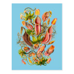 Pitcher Plants Postcards