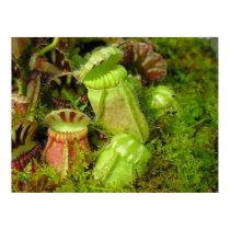 Pitcher Plants posters by mlane53 Pitcher Plants posters