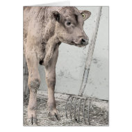 Pitchfork and Red Angus Calf card