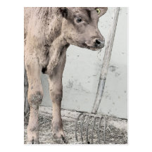 Pitchfork and Red Angus Calf Post Cards