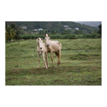 Pitons1 posters
