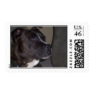 Pitt Bull Postage by melody_higdon