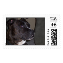 Pitt Bull Postage postage by melody_higdon Pitt Bull Postage postage