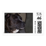 Pitt Bull Postage postage