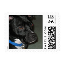 pitt lab adorabe cute cool stamp
