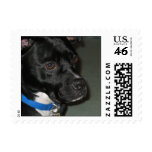 pitt lab adorabe cute cool stamp