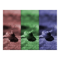 Pitts n'Tenney Snail posters by emagery Pitts n'Tenney Snail posters