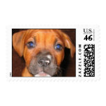 pitty postage postage