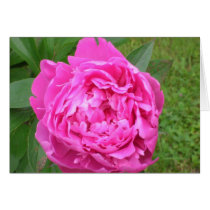 Pivoine cards