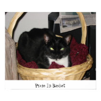 Pixie In Basket posters by stewartbenner Pixie In Basket posters