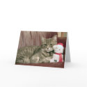 Pixie the Christmas Kitty cards