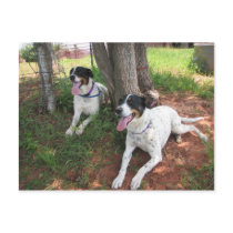 Pixie & Trixie postcards by okcshelter Pixie & Trixie postcards