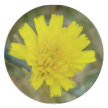 Placa amarilla de la flor plato