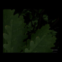 Placid Forest posters