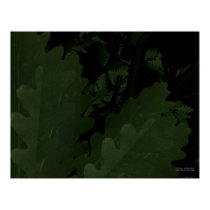 Placid Forest posters by 3dartwork Placid Forest posters