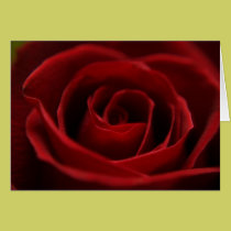 Placid Red Rose Blank Card cards