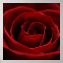 Placid Red Rose Print