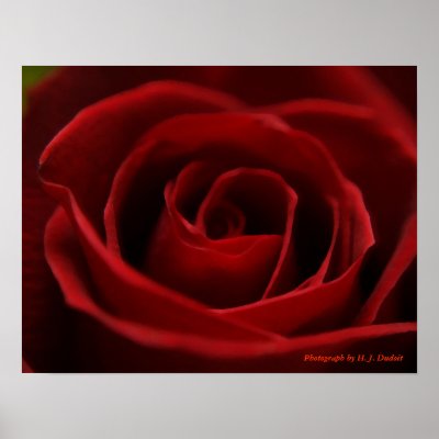 Placid Red Rose Posters