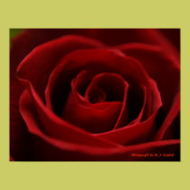 Placid Red Rose posters