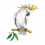 Placido Parrot Acrylic Cut Out