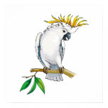Placido Parrot Posters