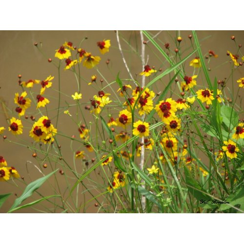 Plains Coreopsis print