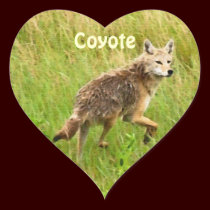 Plains Coyote