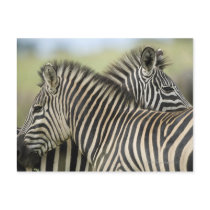 Plains Zebra (Equus quagga) pair, Haga Game 2 Post Cards