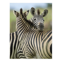 Plains Zebra (Equus quagga) pair, Haga Game Post Cards