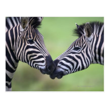 Plains zebra (Equus quagga) pair interacting Postcard