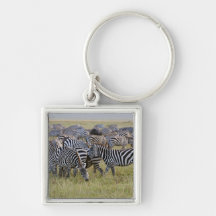Plains Zebras on migration, Equus quagga, 2 Key Chain
