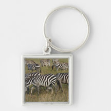 Plains Zebras on migration, Equus quagga, 3 Key Chain