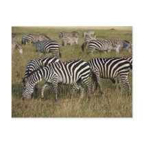 Plains Zebras on migration, Equus quagga, 3 Postcard