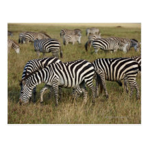 Plains Zebras on migration, Equus quagga, 3 Postcard
