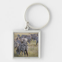 Plains Zebras on migration, Equus quagga, Keychain